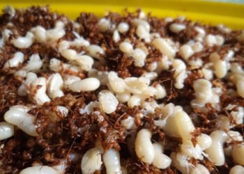 Cá gỏi kiến vàng